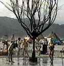 Rain Tree